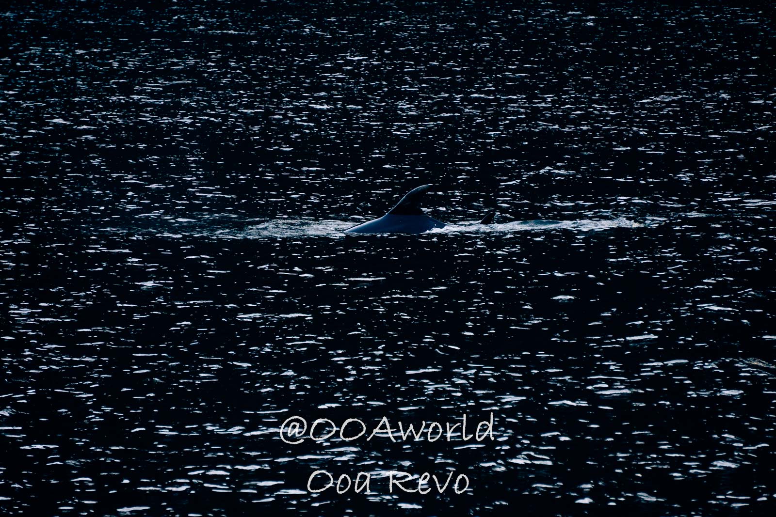 Milford Sound Fjord New Zealand orca dorsal fin gliding through ocean water Photo OOAworld