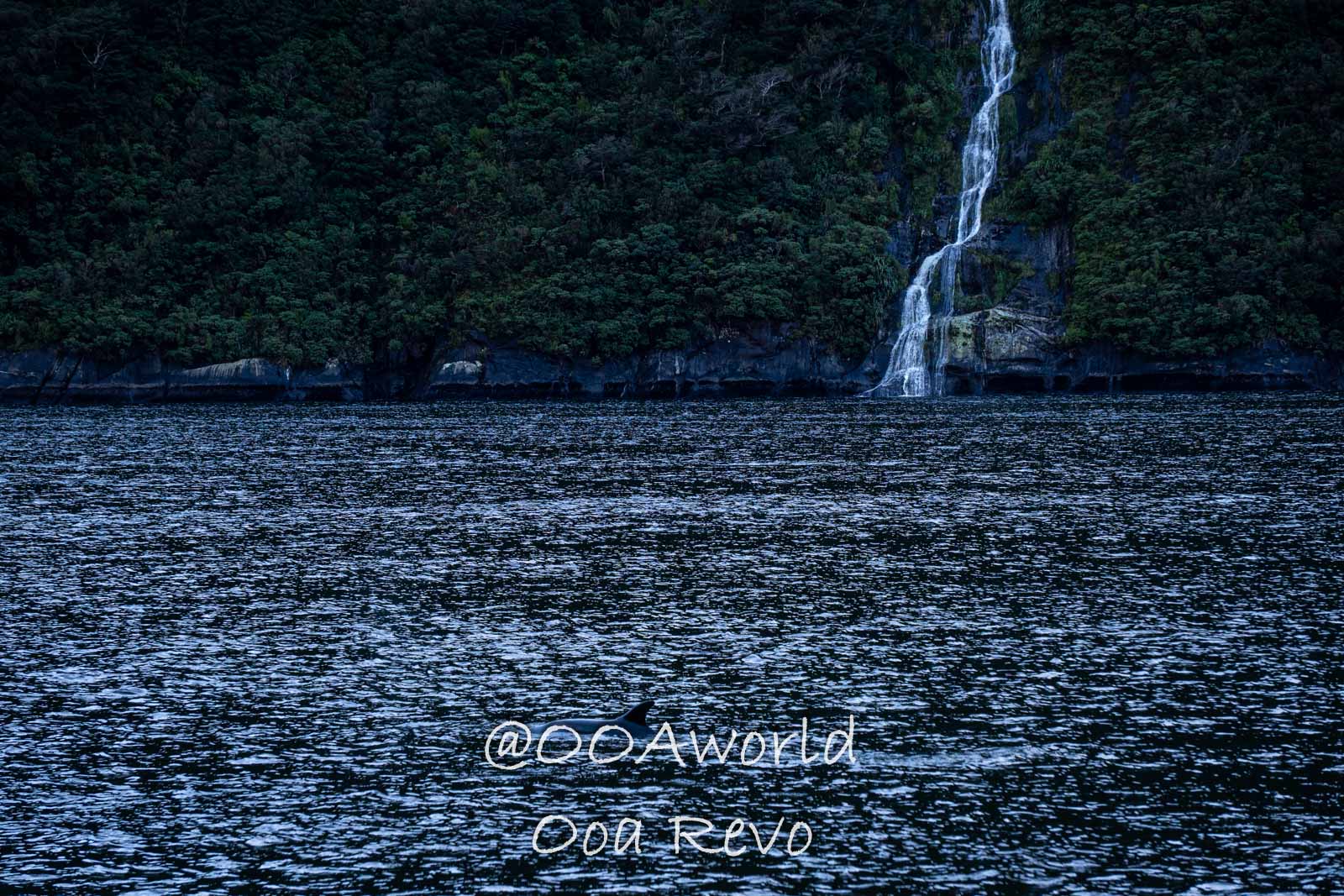 Milford Sound Fjord New Zealand waterfall forest landscape with whale fin in ocean Photo OOAworld