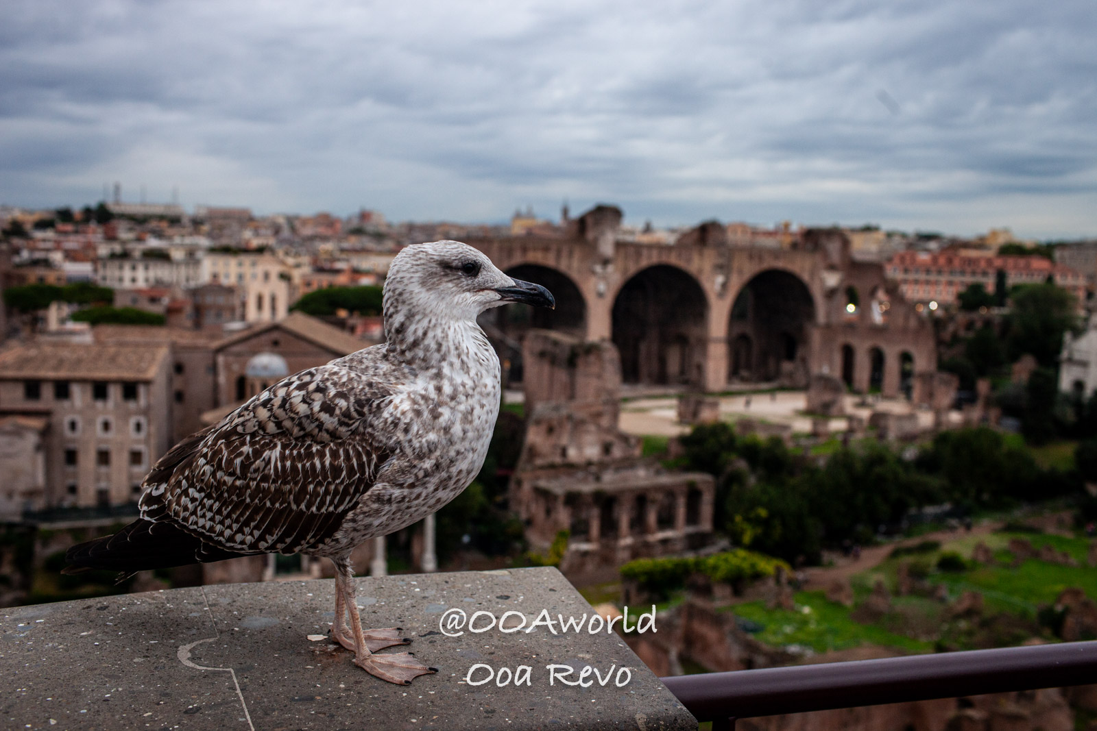 Seagull over Rome ancient ruins Photo OOAworld