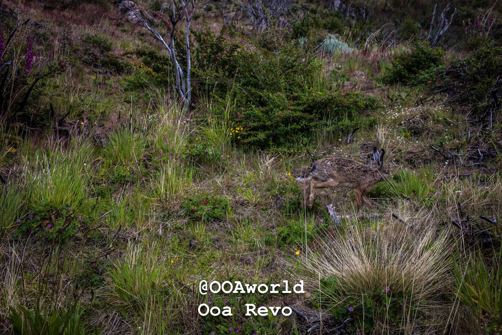 Torres Del Day Arrival Day Torres Del Paine Trek wild hare in grassy terrain Photo OOAworld