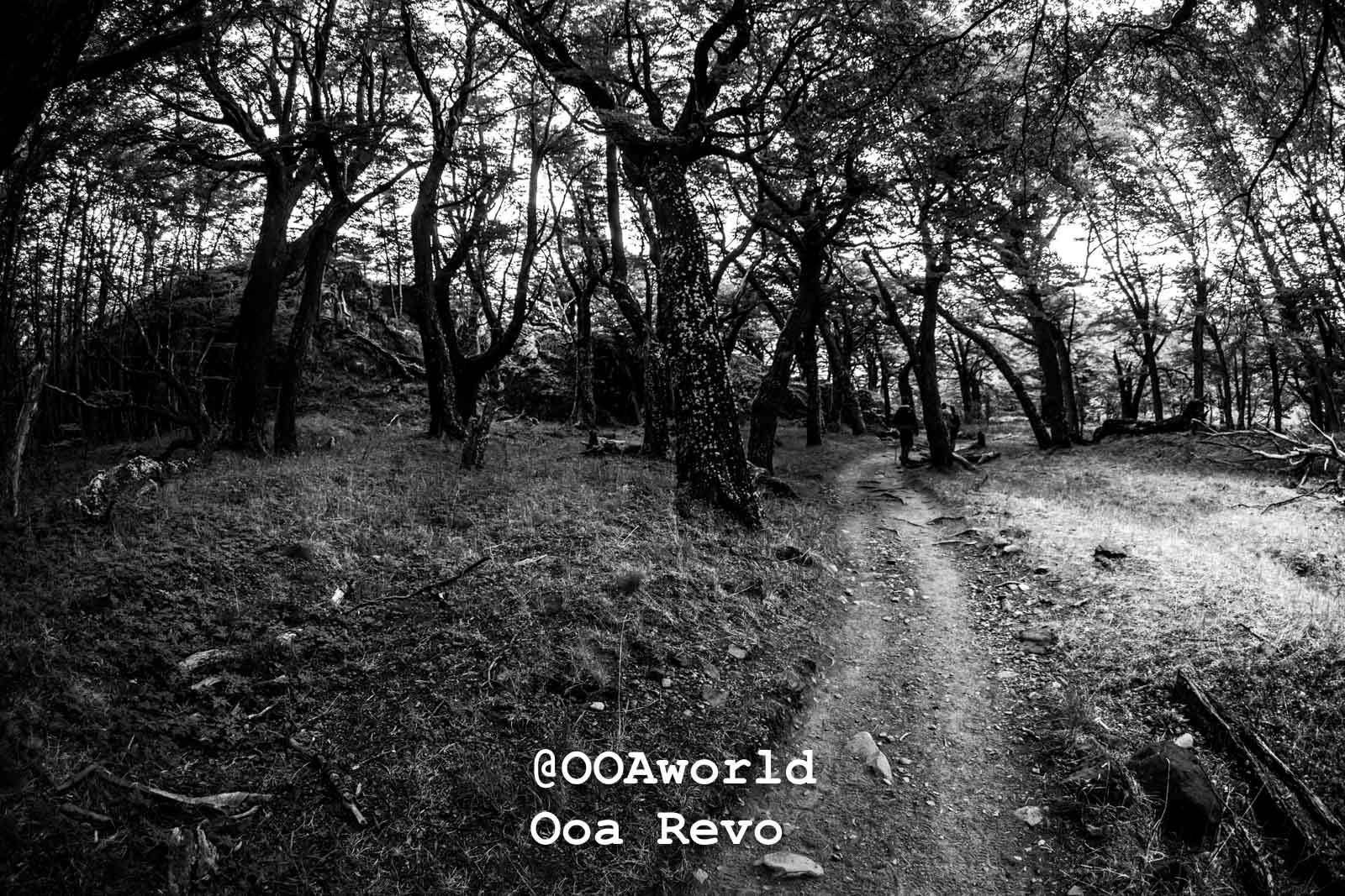 Torres Del Day Arrival Day Torres Del Paine Trek black and white forest trail Photo OOAworld