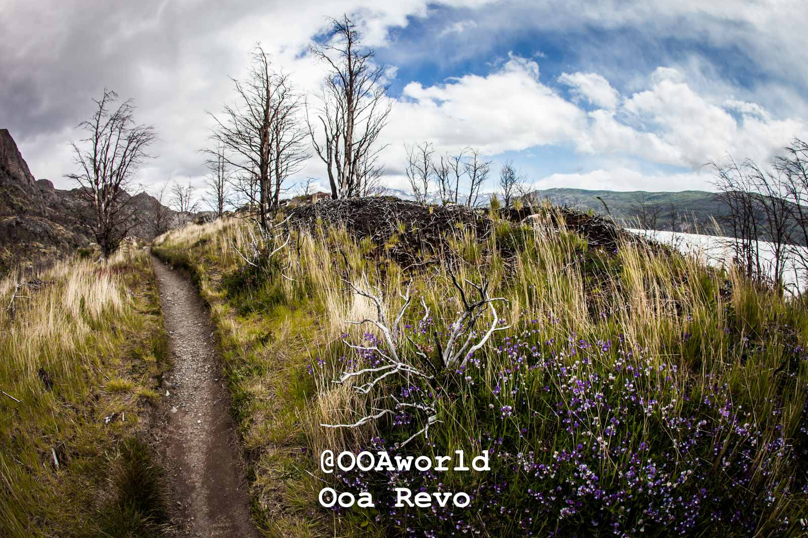Torres Del Day Arrival Day Torres Del Paine Trek scenic hiking trail with dry trees and clouded sky in Patagonia Photo OOAworld