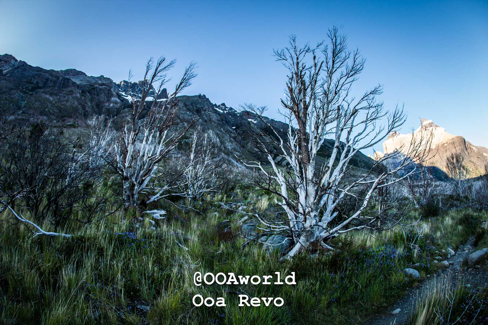Torres Del Paine Day 1 Torres Del Paine Trek Barren trees mountainous landscape clear blue sky Photo OOAworld