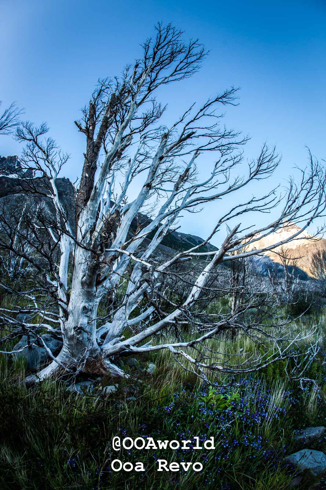 Torres Del Paine Day 1 Torres Del Paine Trek barren tree under blue sky in mountain landscape Photo OOAworld