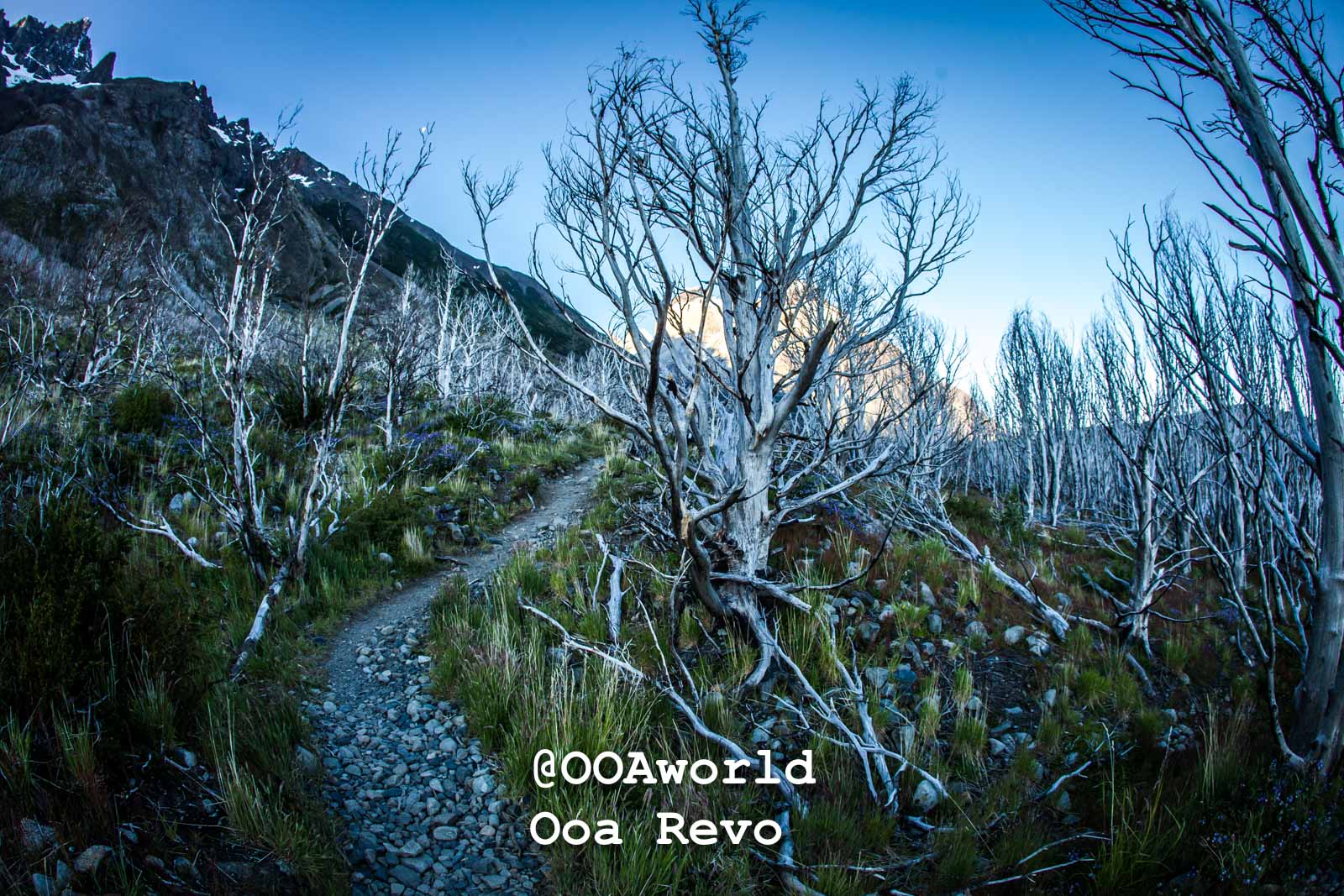 Torres Del Paine Day 1 Torres Del Paine Trek Patagonian mountain trail with barren trees Photo OOAworld
