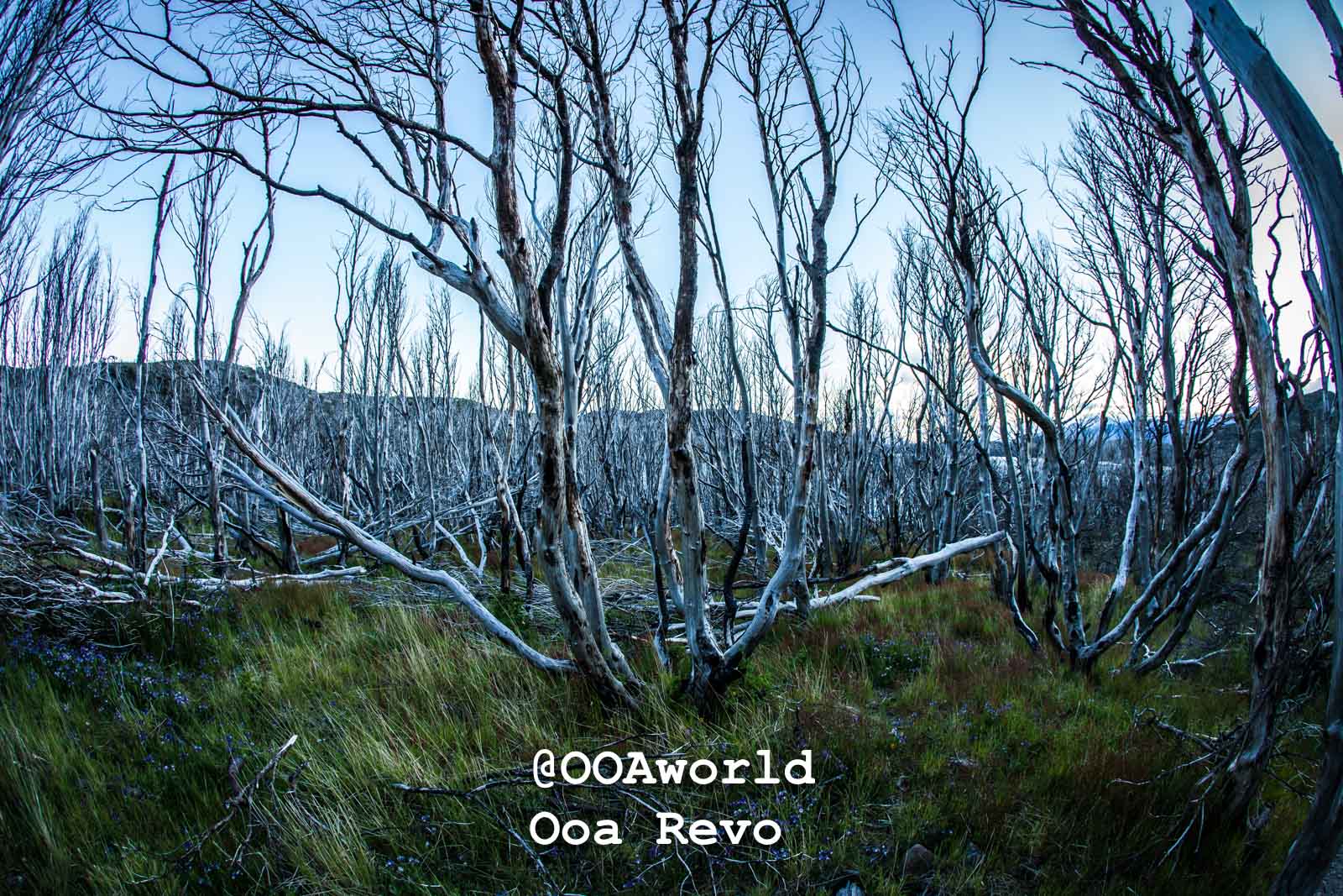 Torres Del Paine Day 1 Torres Del Paine Trek mystical forest landscape dead trees Photo OOAworld
