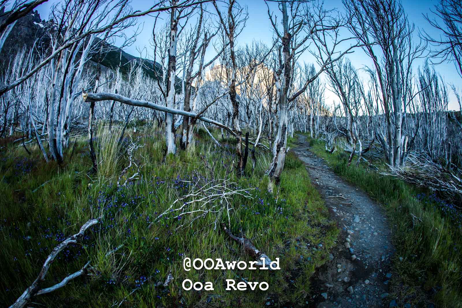 Torres Del Paine Day 1 Torres Del Paine Trek path through bare trees and grassy field Photo OOAworld