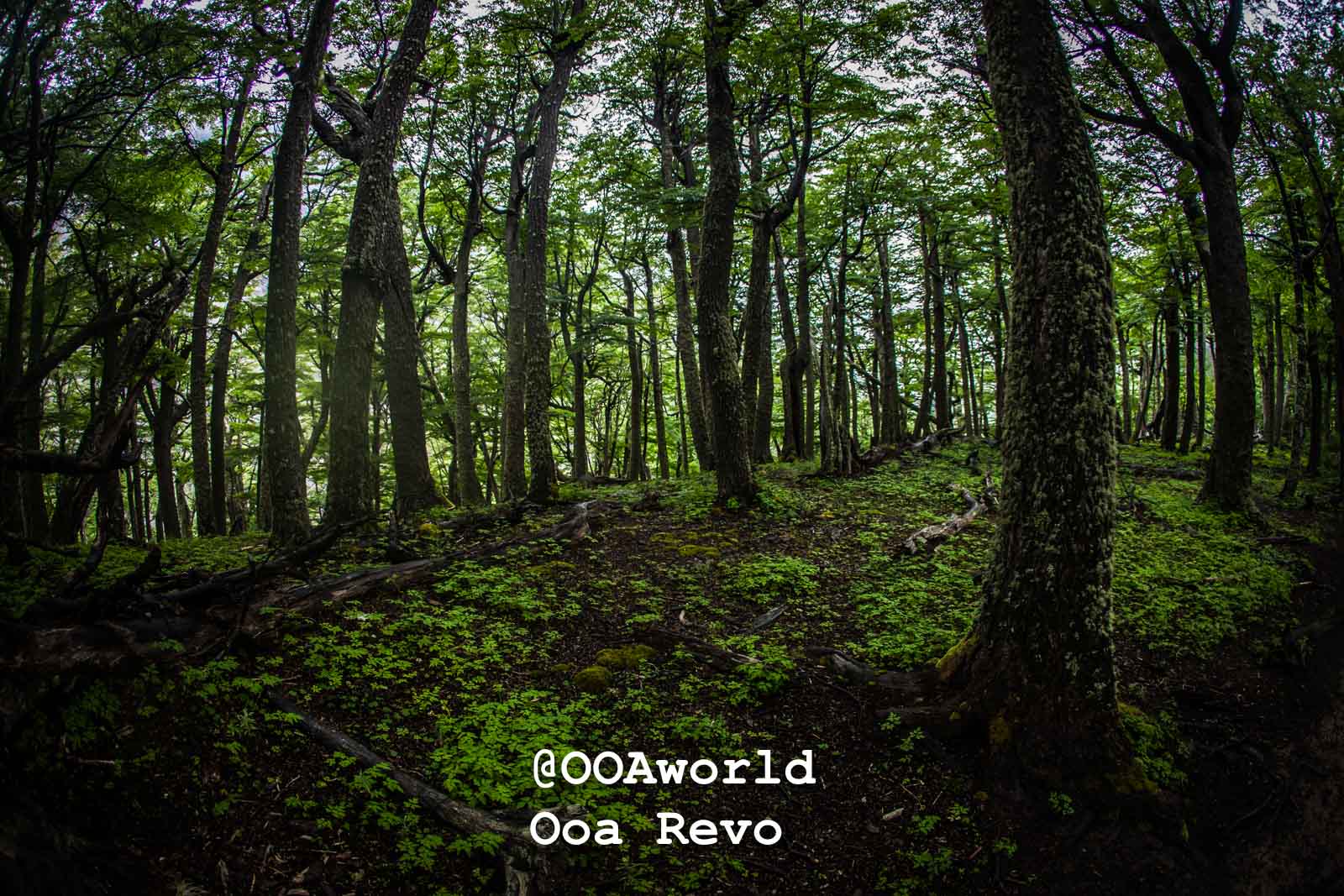 Torres Del Paine Day 4 End of Trek Torres Del Paine Trek Serene forest landscape with lush greenery Photo OOAworld