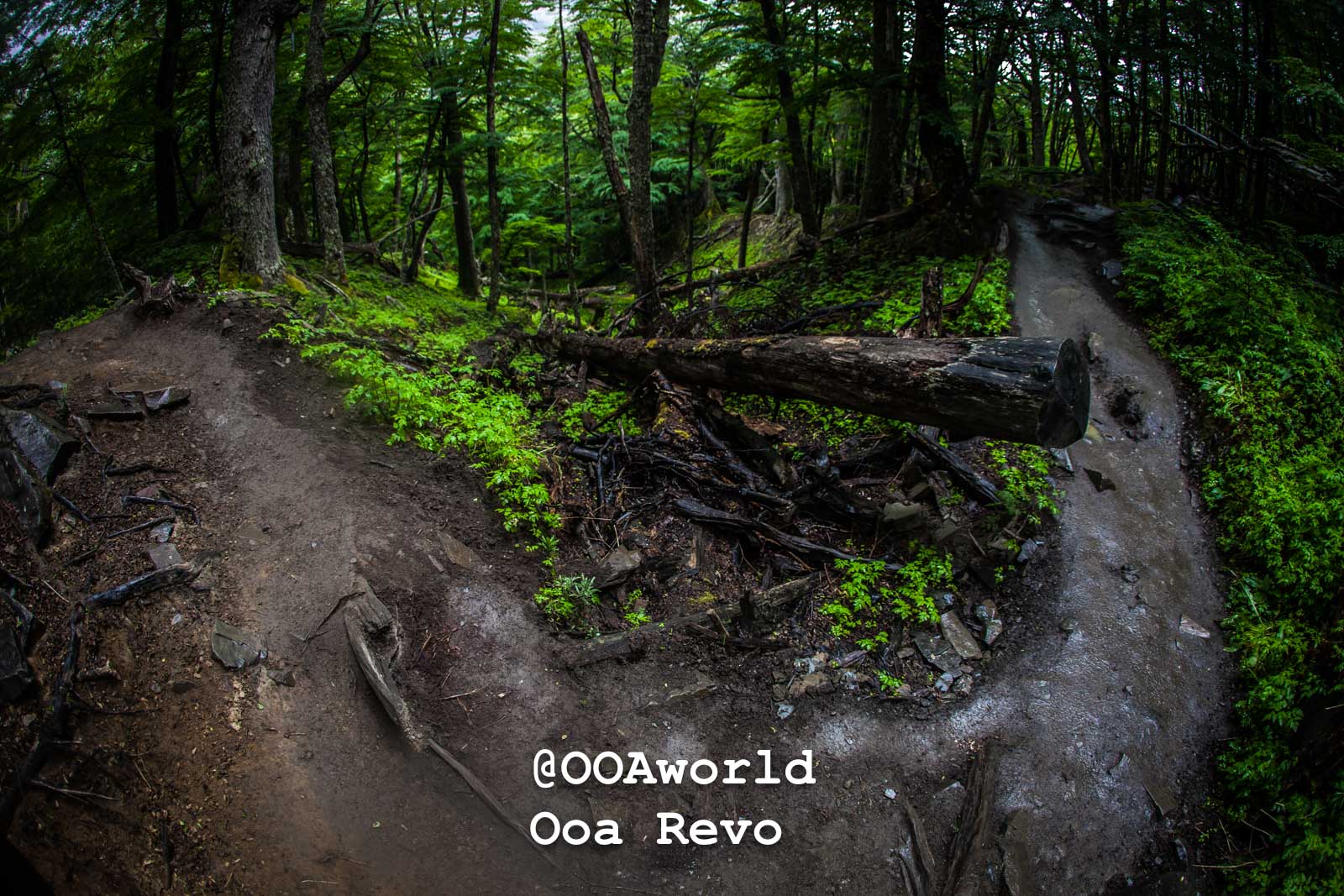 Torres Del Paine Day 4 End of Trek Torres Del Paine Trek forest path with fallen log and lush greenery Photo OOAworld