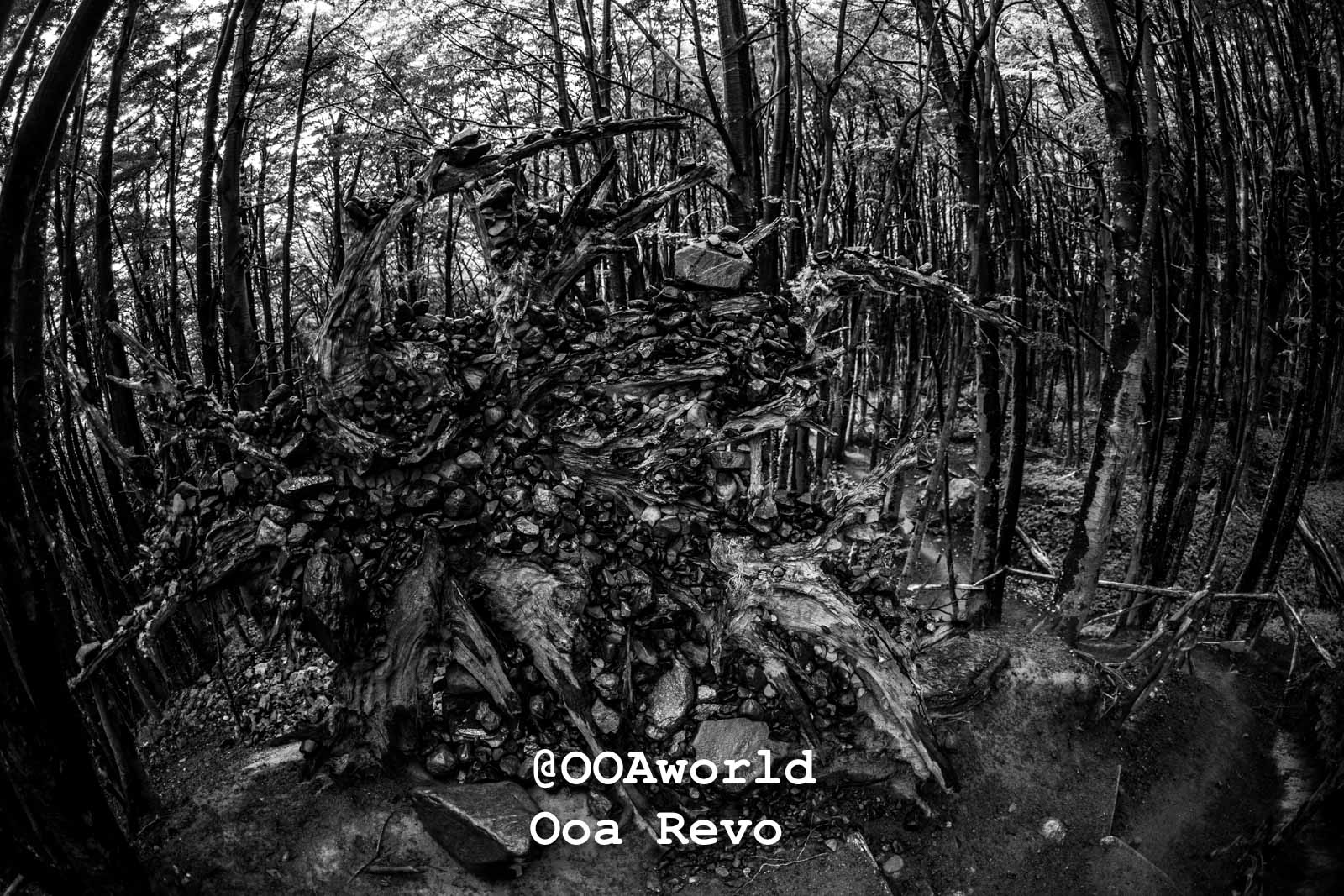 Torres Del Paine Day 4 End of Trek Torres Del Paine Trek black and white forest roots abstract Photo OOAworld