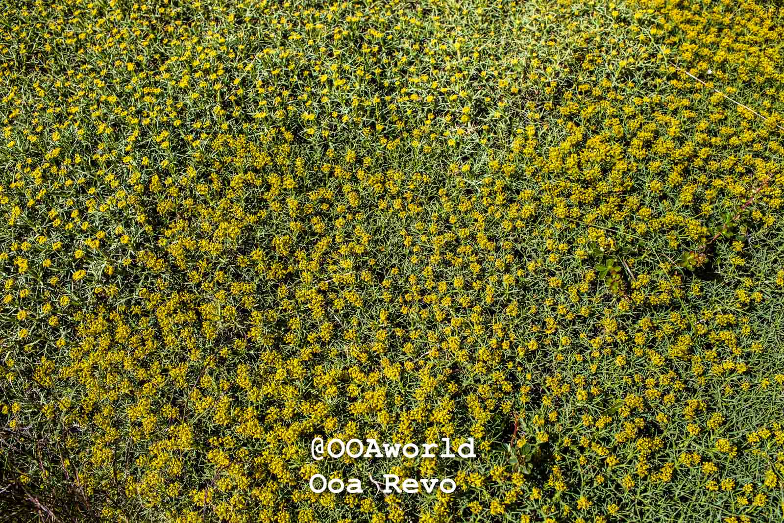Torres Del Paine Day 4 End of Trek Torres Del Paine Trek lush yellow field flowers Photo OOAworld
