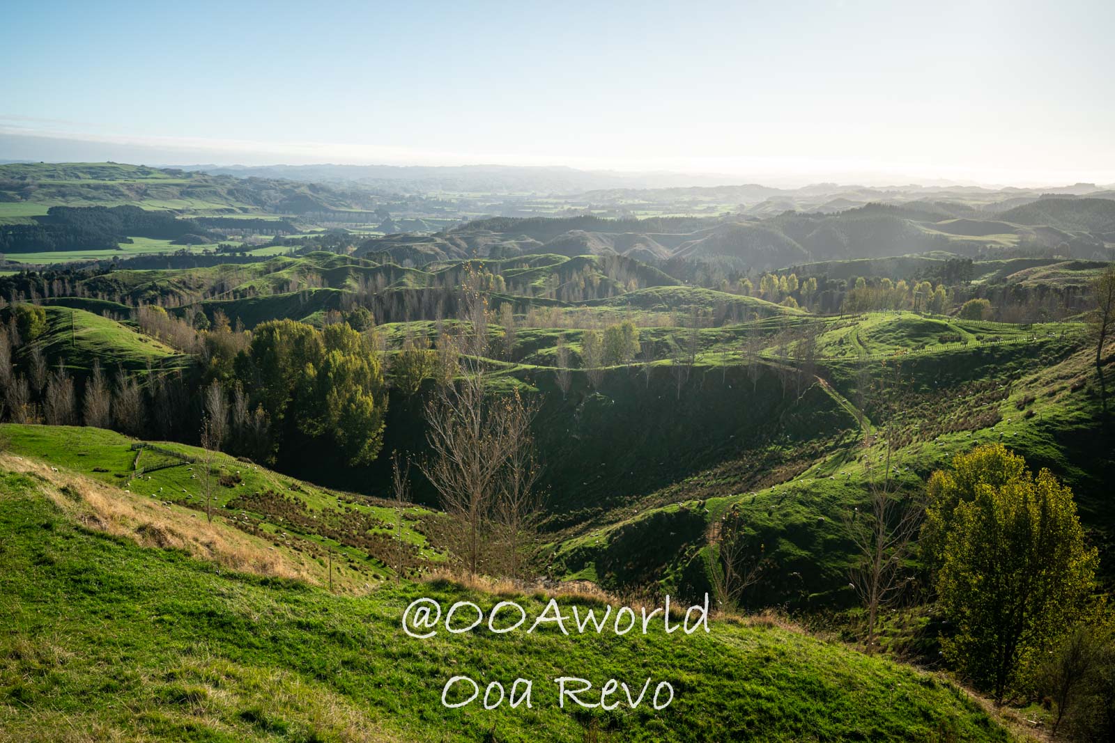 rolling green hills landscape New Zealand Photo OOAworld