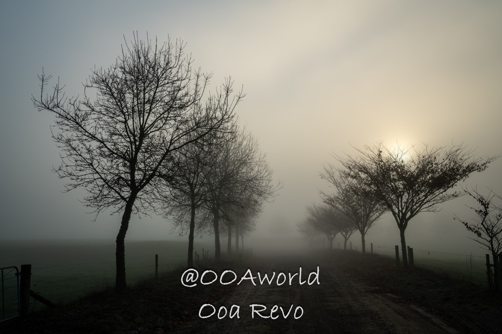 Wellington, Martinborough to Huka Falls New Zealand foggy countryside road with bare trees at sunrise Photo OOAworld