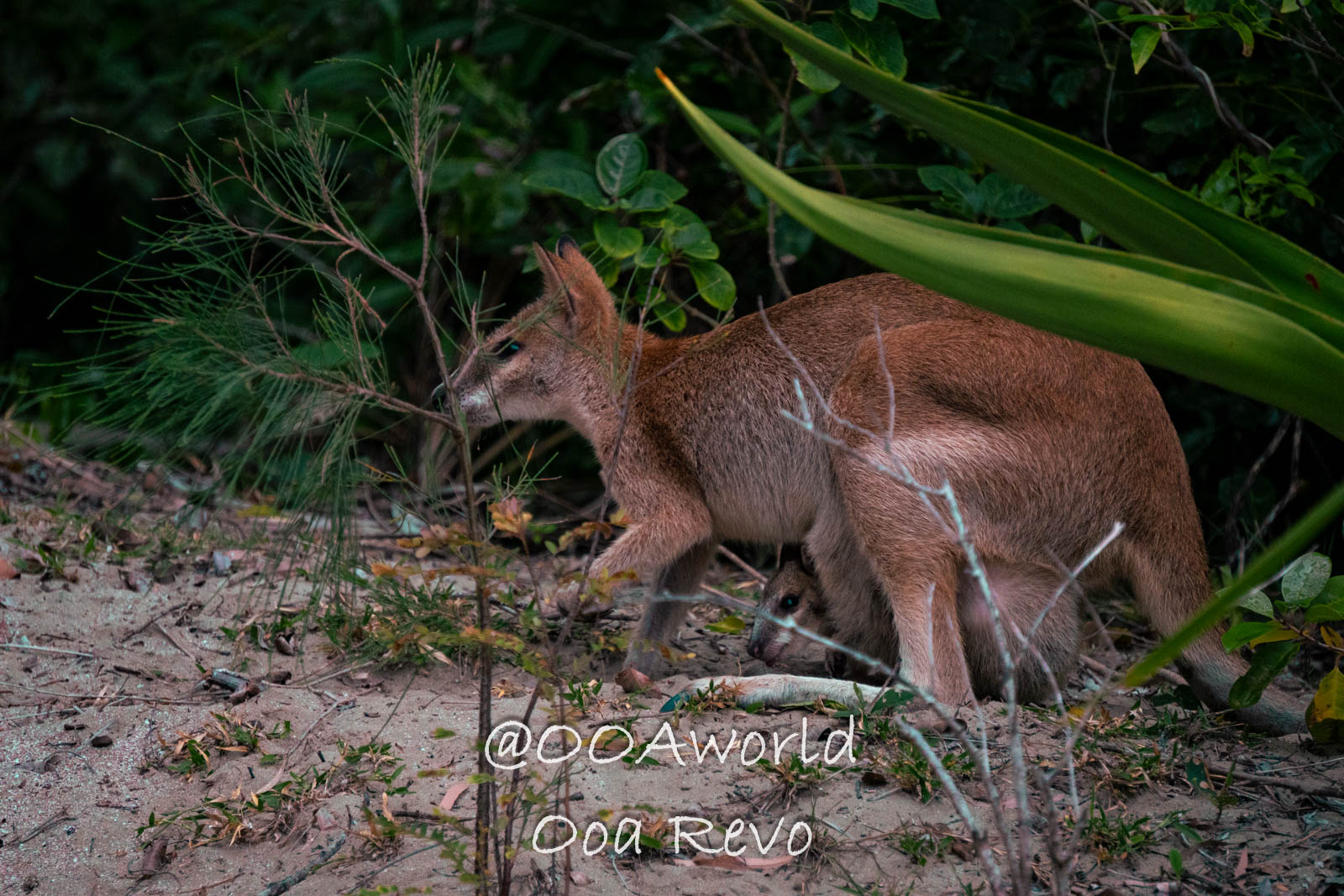 Cape Hillsborough Australia Mother Kangaroo with Joey Photo OOAworld Cape Hillsborough Australia mother kangaroo with joey in pouch in lush greenery Photo OOAworld