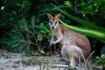 Capturing Cape Hillsborough: 8 Australian Travel Photos