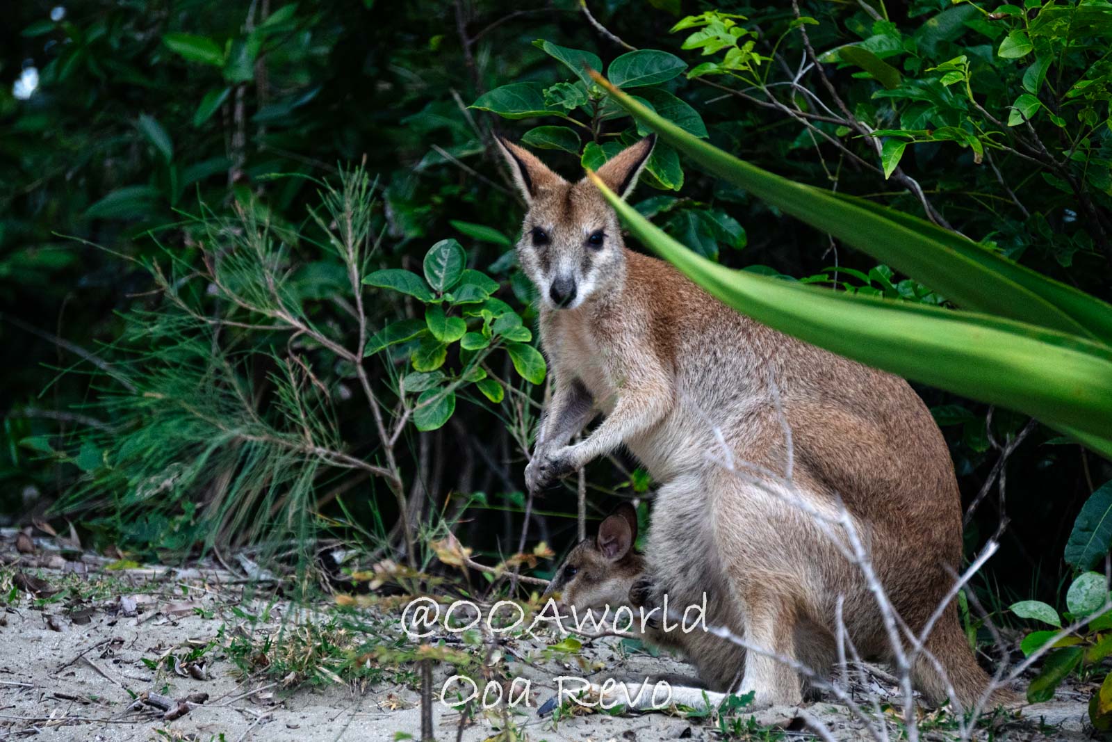 Cape Hillsborough Australia Kangaroo in Natural Habitat Photo OOAworld Cape Hillsborough Australia kangaroo in natural habitat surrounded by foliage Photo OOAworld