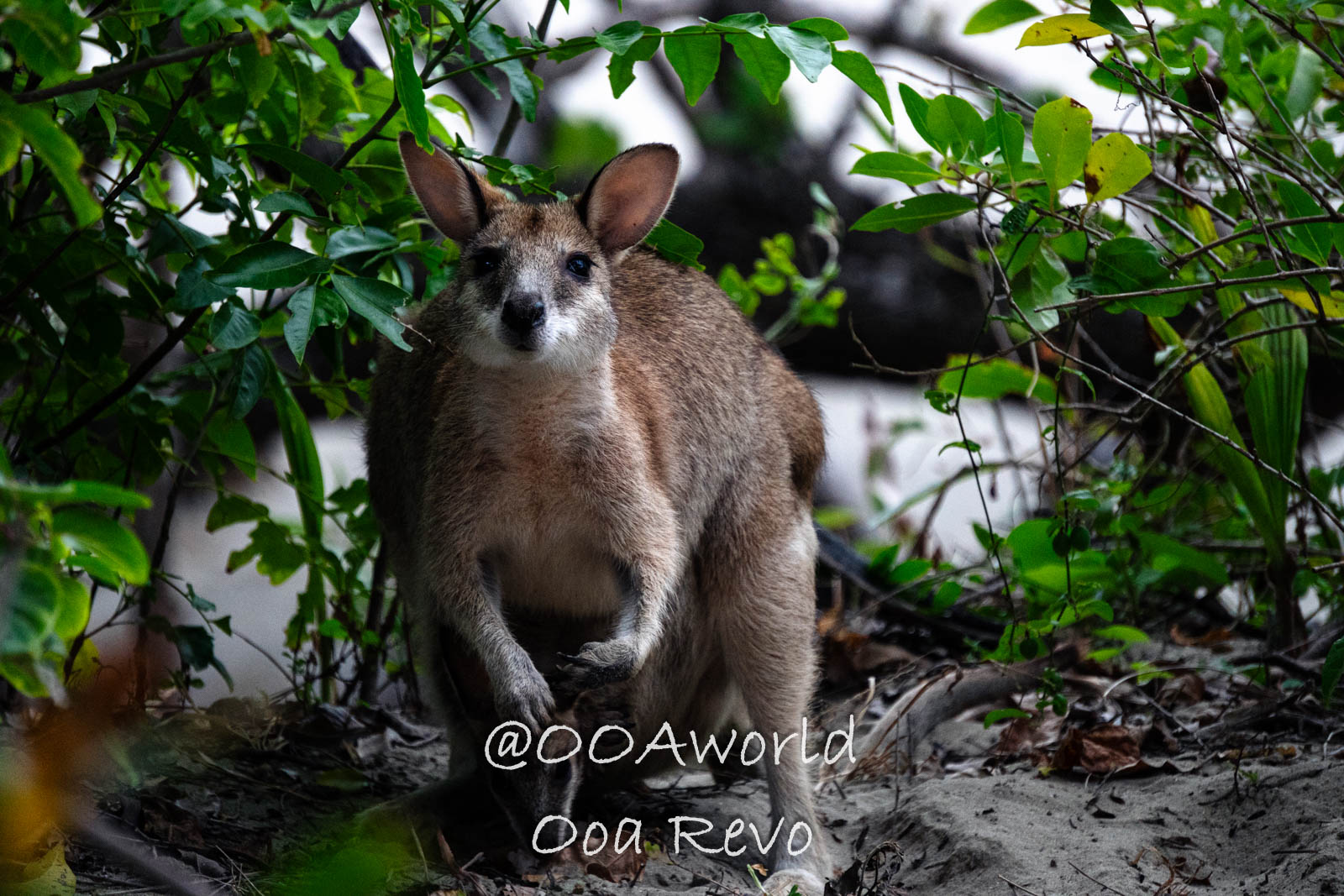 Cape Hillsborough Australia wallaby in natural habitat lush greenery Photo OOAworld Cape Hillsborough Australia wallaby in natural habitat lush greenery Photo OOAworld