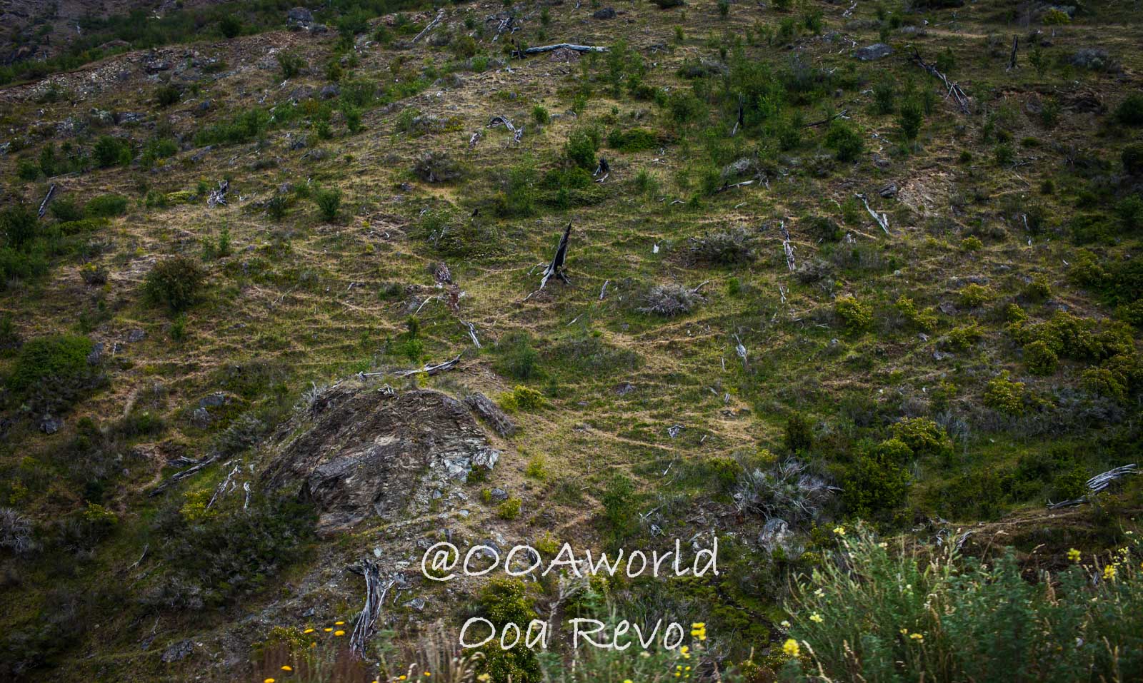 Bus Chile Chico to Puerto Rio Tranquilo Landscapes Chile Chico rolling hill landscape with scattered vegetation Photo OOAworld