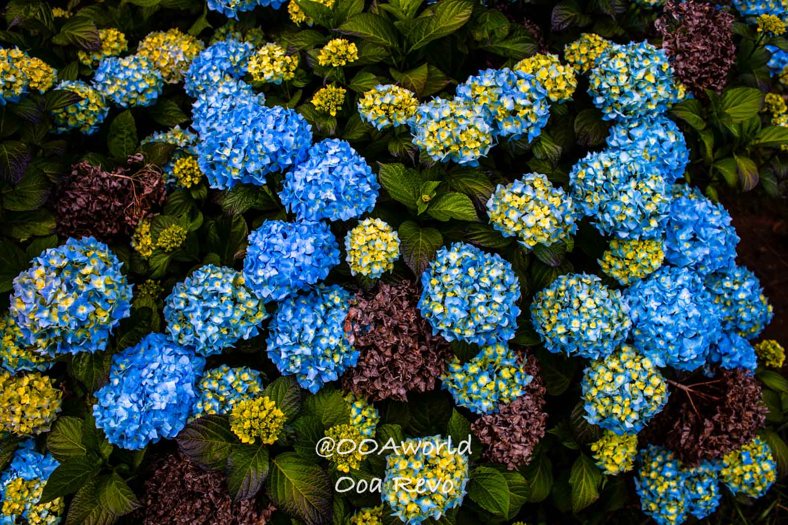 Palafitos and NYE Chiloe vibrant blue and yellow hydrangeas garden Photo OOAworld