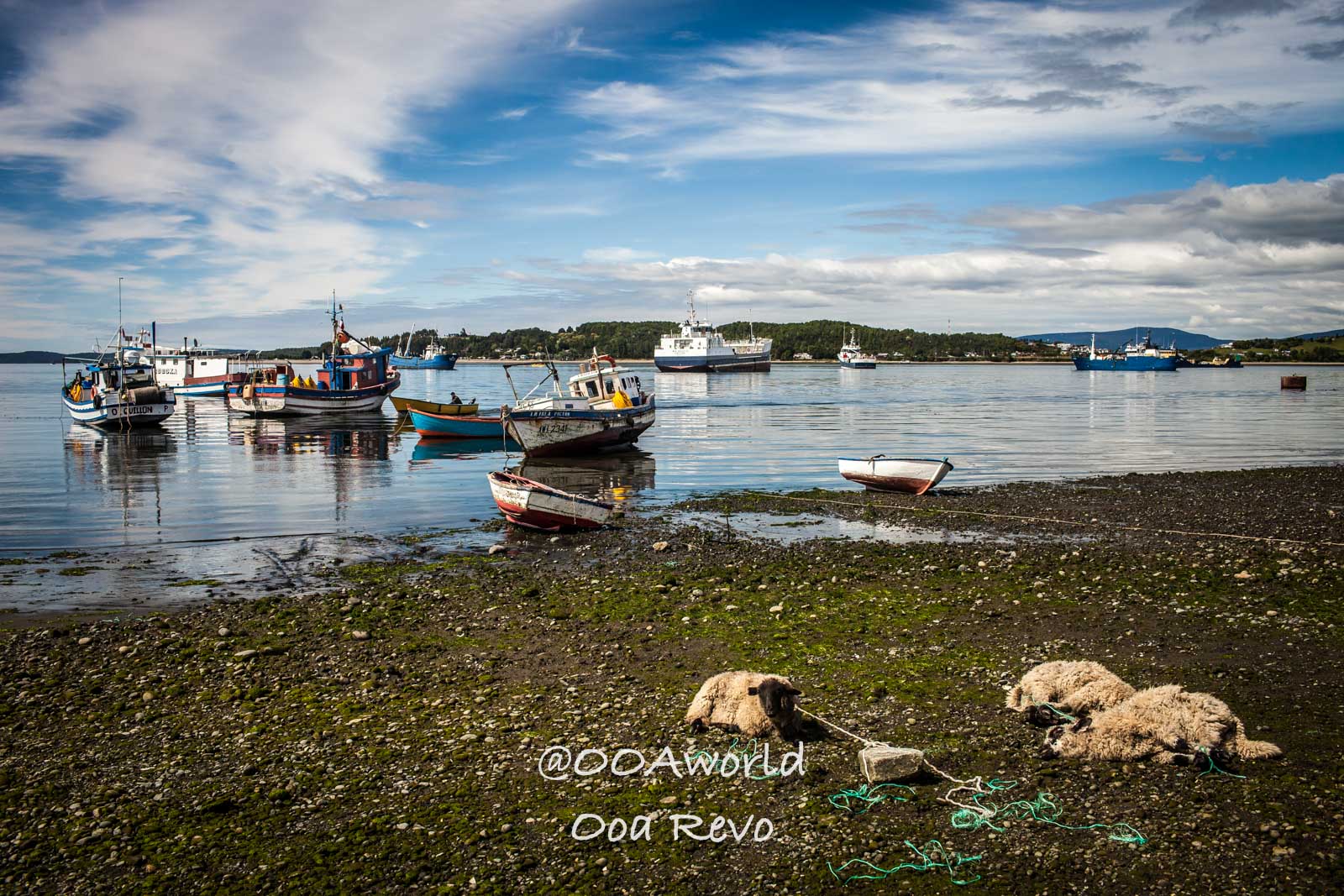 Castro Street Photography Chiloe fishing boats and sheep on rocky shore Chiloé Photo OOAworld