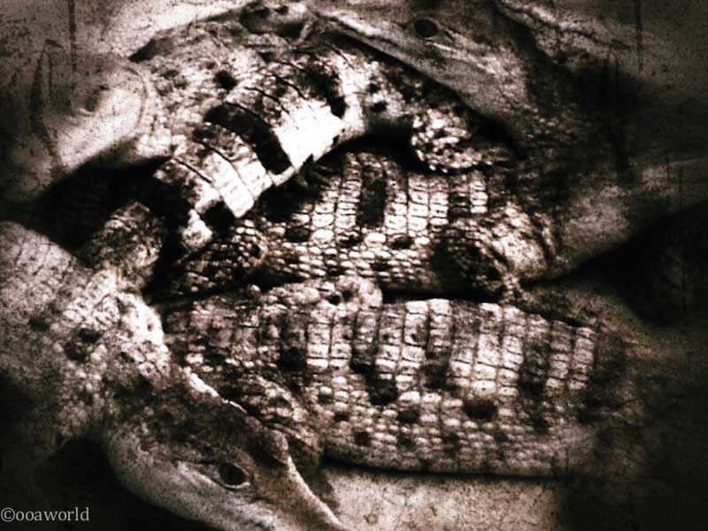 Crocodiles Instagram photo ooaworld