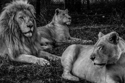 Johannesburg Lions