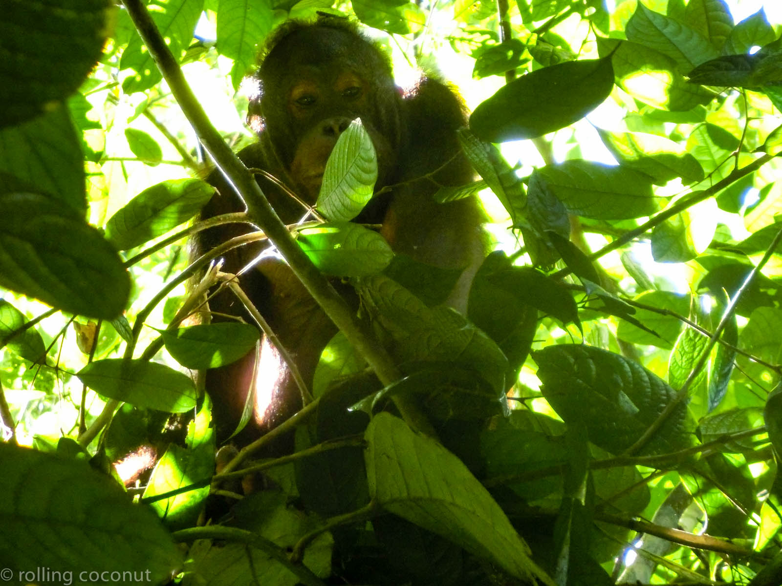 Tree Orangutan Sepilok Borneo photo ooaworld Rolling Coconut