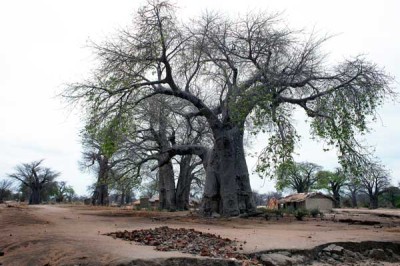 baobabs