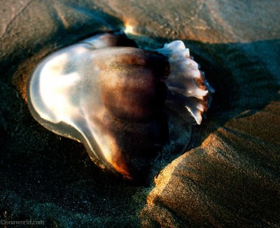 isle of palms fish crop USA road trip photo ooaworld