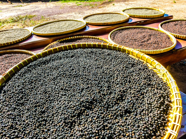 Kampot pepper Cambodia photo ooaworld Rolling Coconut