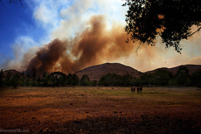 New Mexico wildfire