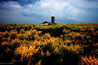 Photos Pennsylvania Summer Yellow Fields