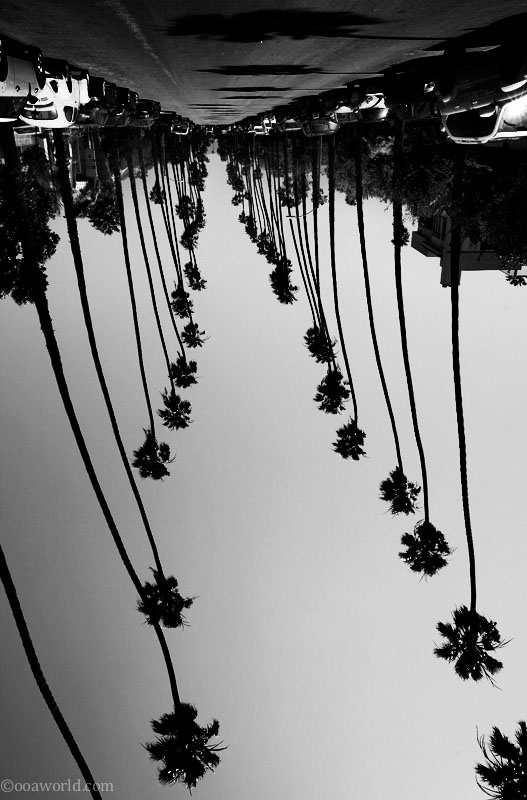 santa monica palm path USA road trip photo ooaworld