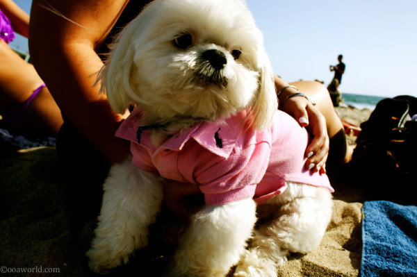 Photos Los Angeles Santa Monica Ralph Lauren puppy USA road trip photo ooaworld