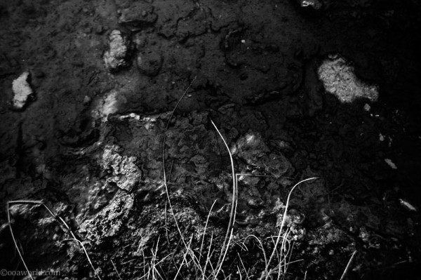 Texture, Yellowstone Park, Algae