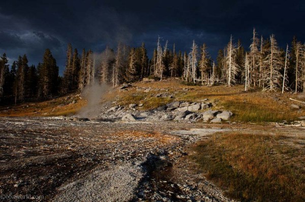 Yellowstone Park, bleached landscape